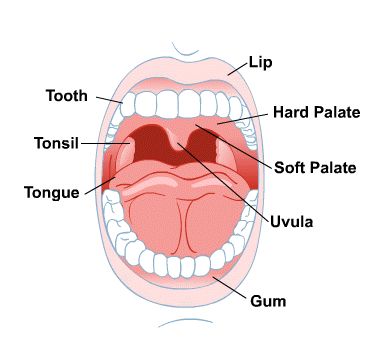 Mouth and Teeth - MedlinePlus